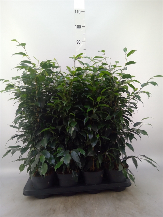 <h4>Ficus benja. 'Danielle'</h4>