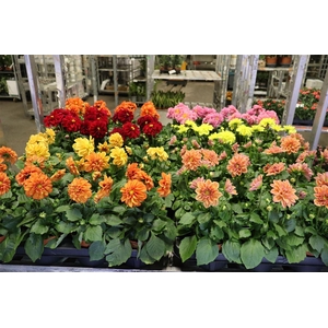 arr8 Dahlia Royal Mixk 1 Kleur Per Tray