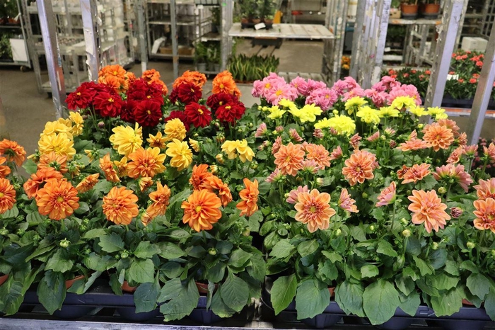 <h4>arr8 Dahlia Royal Mixk 1 Kleur Per Tray</h4>