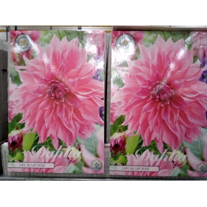 Dahlia   ...flowerbulbs