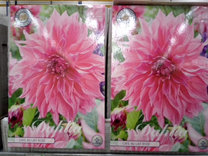 <h4>Dahlia   ...flowerbulbs</h4>