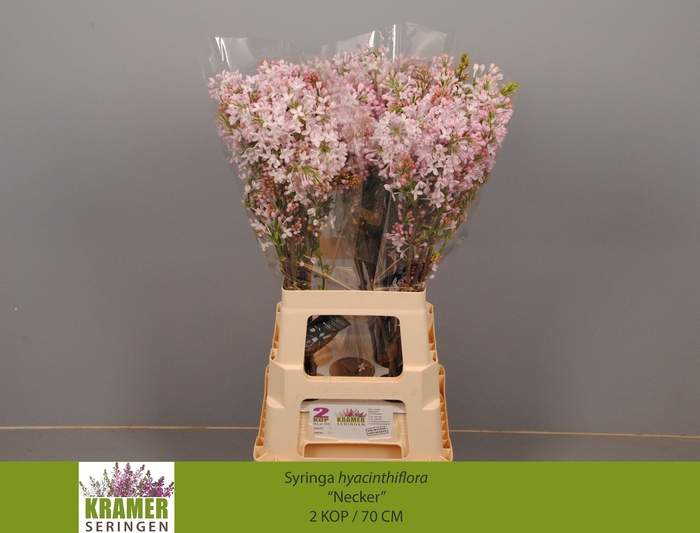 <h4>SYR HY NECKER</h4>