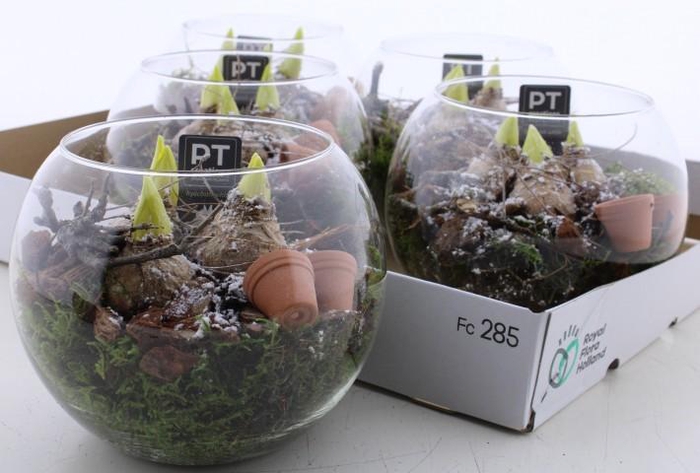 <h4>ARR HYACINTH</h4>