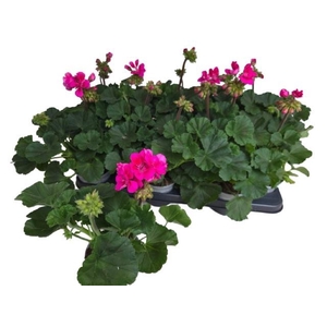 PEL ZON P TAN VIOLET