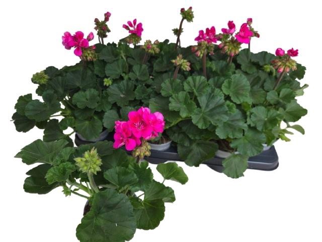 <h4>PEL ZON P TAN VIOLET</h4>