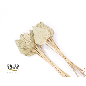Dried palm spear natural