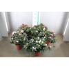 RHODO SI V GEM 4 KLEUREN