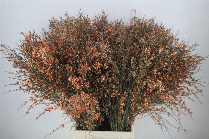 <h4>Ginster 400gr Orange P Bunch</h4>