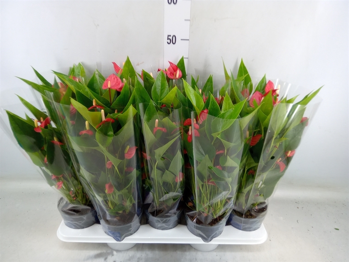 <h4>Anthurium andr. 'Mill Flowers Red'</h4>