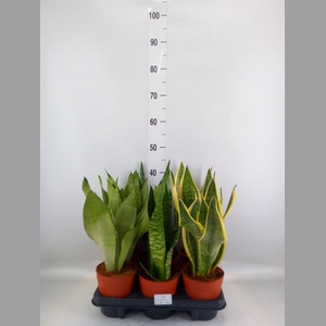 Sansevieria trifa.   ...