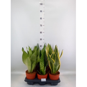 Sansevieria trifa.   ...