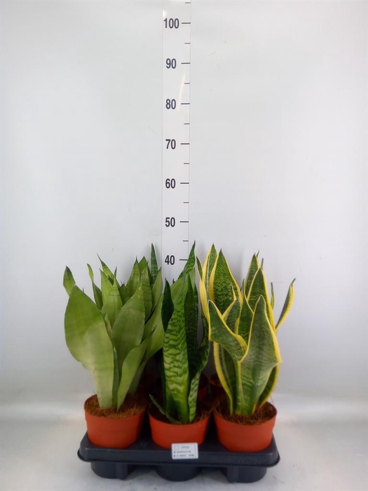 <h4>Sansevieria trifa.   ...</h4>