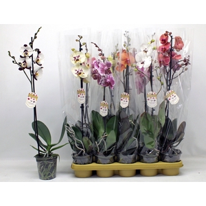 PHAL GEM 10 KL