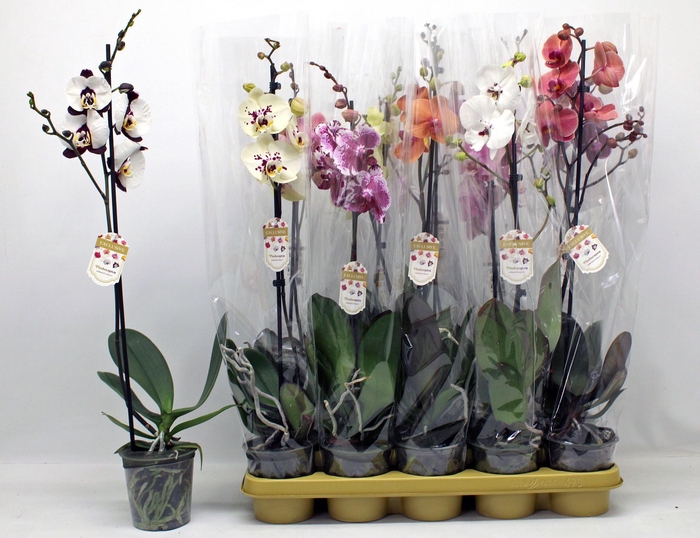 <h4>PHAL GEM 10 KL</h4>