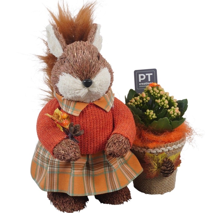 <h4>Arr.   Planten L%</h4>
