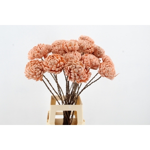 Stick Shola Artichoke Ø12 Salm