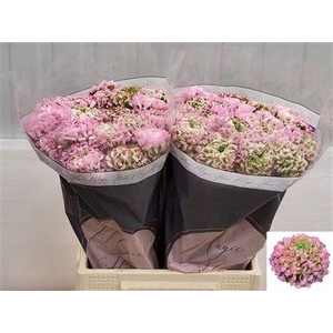 Ran Pon-pon Hermione