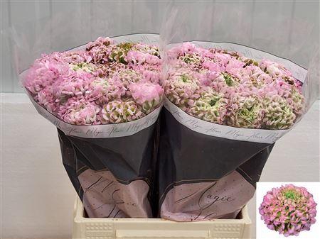 <h4>Ran Pon-pon Hermione</h4>