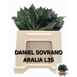 FATSIA JAPONICA BLAD