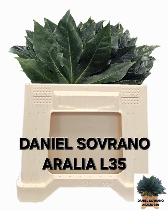 <h4>FATSIA JAPONICA BLAD</h4>