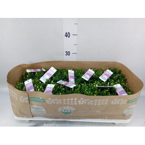 Campanula porten. 'Ambella White'