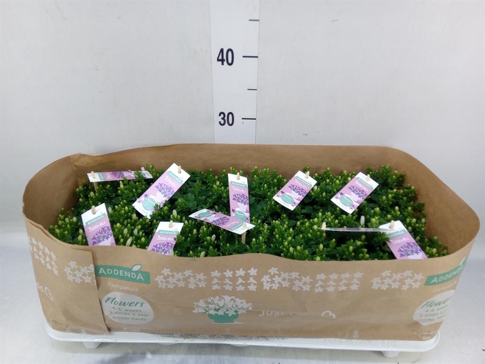 <h4>Campanula porten. 'Ambella White'</h4>