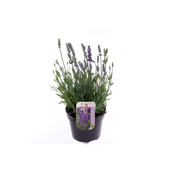 <h4>Lavandula Spear Blue</h4>