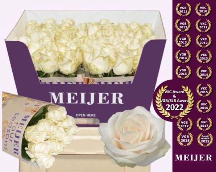 <h4>ROSA GR 'FOUR SEASONS'</h4>