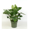 Monstera Deliciosa
