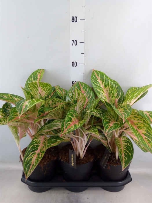 <h4>Aglaonema  'Cocomelon'</h4>