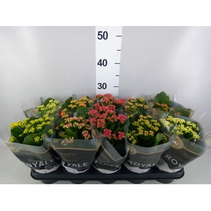 Kalanchoe blos. 'RoyalDon'   ..mix