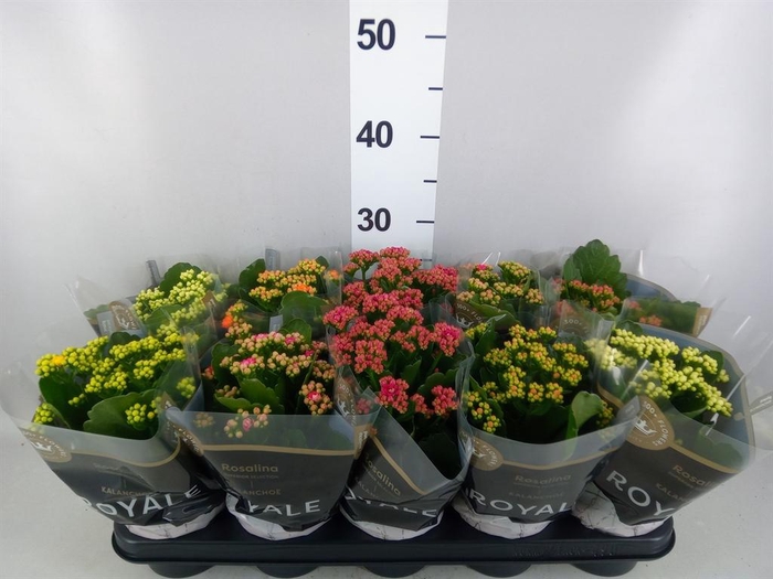 <h4>Kalanchoe blos. 'RoyalDon'   ..mix</h4>