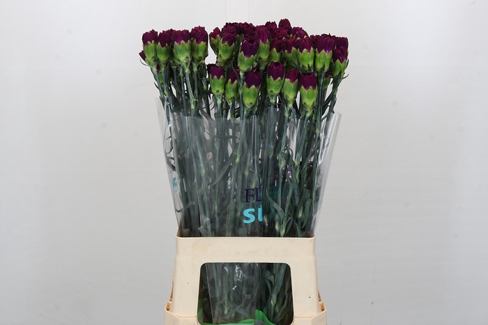 <h4>Dianthus St Florigene Moontea</h4>