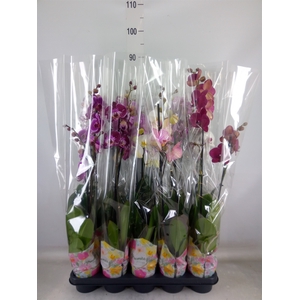 Phalaenopsis   ...