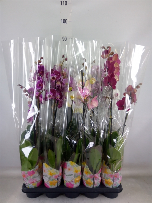 <h4>Phalaenopsis   ...</h4>
