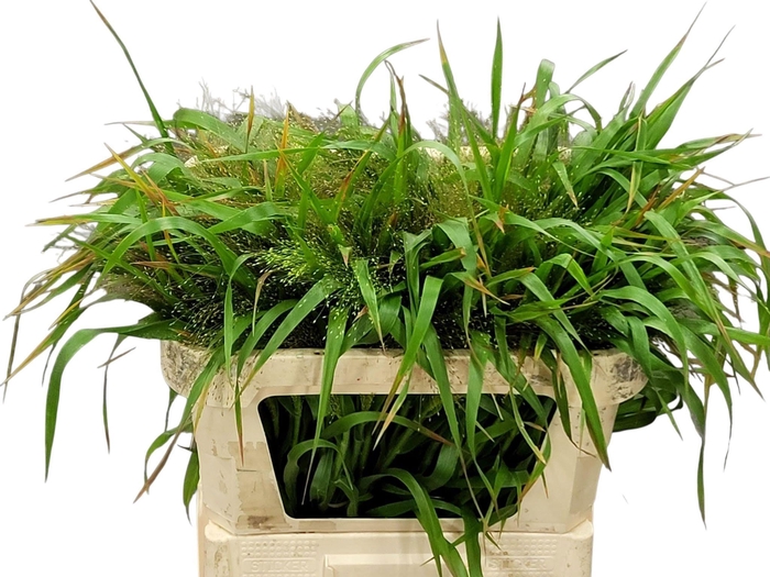 <h4>PANIC FIREWORK</h4>