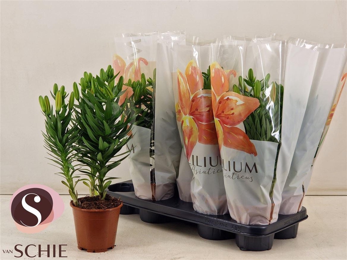 <h4>Lilium Aziatische Grp 'Matrix'</h4>