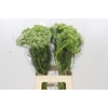 Ammi Visnaga