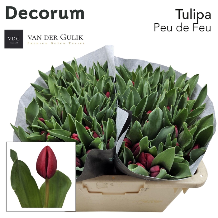 <h4>TU EN PEU DE FEU</h4>