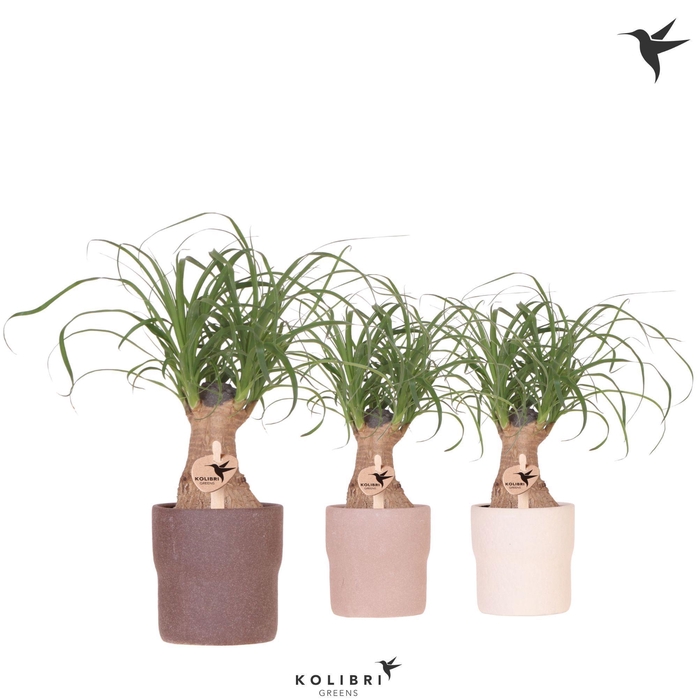 <h4>Kolibri Greens Beaucarnea in Rustic pot mix</h4>