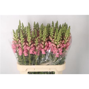 Antirrhinum Nl. Pink Potomac