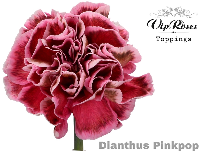 <h4>Dianthus st paint pinkpop</h4>