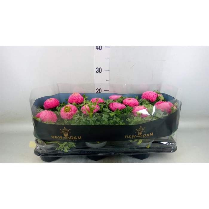 <h4>Ranunculus  'Sprinkles Pink'</h4>