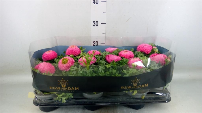 <h4>Ranunculus  'Sprinkles Pink'</h4>
