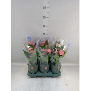 Anthurium andr. 'Joli'