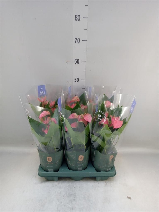 <h4>Anthurium andr. 'Joli'</h4>