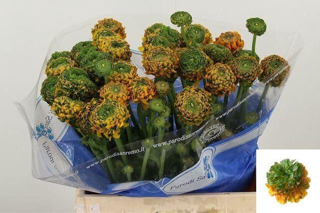 <h4>RAN PON PON MERLINO</h4>