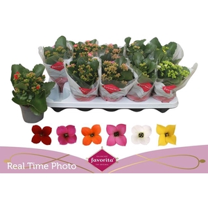 KALANCHOE MIX FAVORITA