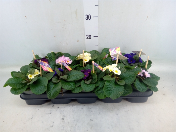 <h4>Primula ac. 'Obsidian'   ...mix</h4>