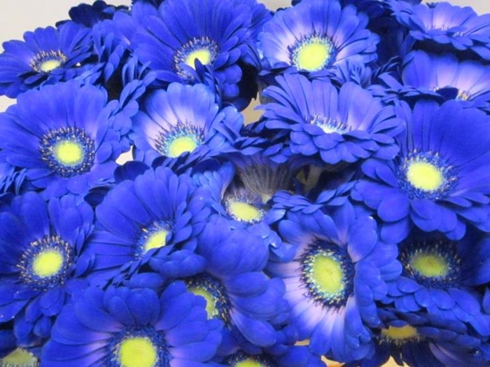 <h4>Ge Mi G Blauw</h4>